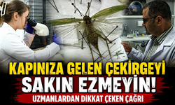 'İstila' sanıldı,gerçek başka çıktı! Uzmandan çekirgeler için rahatlatan açıklama