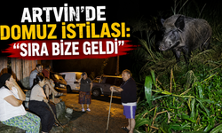 Artvin’de domuz istilası: “Sıra bize geldi”