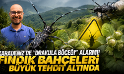Tek bir larvası bile ağacı kurutuyor! Fındıkta büyük tehlike