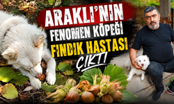 Kabuk engel değil! Duman fındığı böyle yiyor