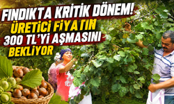 Fındıkta büyük beklenti! Rekolte düştü,gözler 300 liranın üzerinde