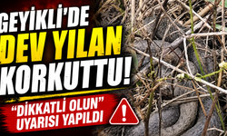 Mezarlıkta dev yılan paniği! Vatandaşlara dikkat uyarısı