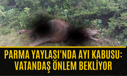 Köprübaşı’nda ayılar durmuyor: Bu kez hedef inek oldu
