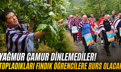 Ortahisar’da fındıklar bu kez öğrenciler için toplandı!