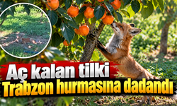 Tilki aç kalınca soluğu Trabzon hurması bahçesinde aldı