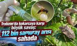 Samuray arıları iş başında:Kokarcanın yumurtaları hedefte