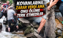 Çaykara’da dereye düşen yavru ayı böyle kurtarıldı