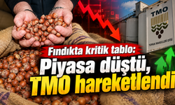 Üretici beklediğini bulamadı! Fındıkta fiyatlar geriliyor