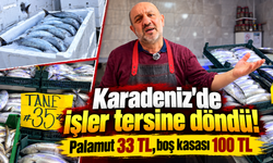 Balıktan pahalı kasası! Karadeniz'de palamut bolluğu