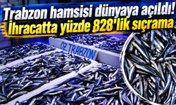 Trabzon'dan dünyaya hamsi yağmuru! İhracat 9 katına çıktı