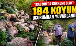 “Yabani hayvan korkusu felaket getirdi!
