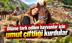 Terk edilen atlara 5 yıldır sevgiyle bakıyorlar