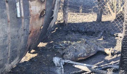 Tekirdağ’daki yangında ağıla sıçrayan alevlerde 35 hayvan telef oldu