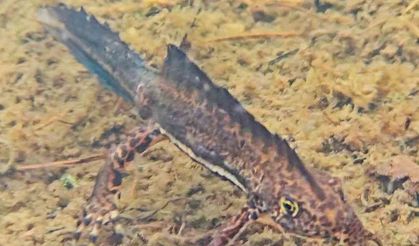 Artvin’de nesli tehlike altındaki Kafkas semenderi görüntülendi