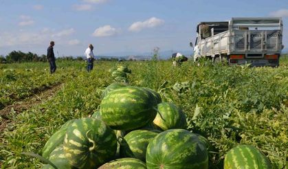 Bafra Ovası’nda karpuz hasadı başladı