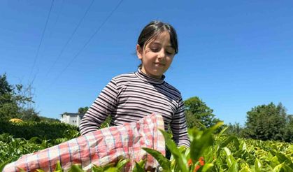 ÇAYKUR’dan üreticilere fırsatçılara yönelik uyarı