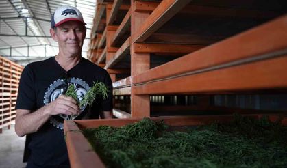 Coğrafi işaretli Bayburt tarhununa Amerika’dan talip çıktı: Yetiştirilen bütün tarhunlar Amerika’ya ihraç edilecek