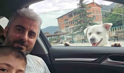 Esnafın peşinden ayrılmayan pitbull görünümlü köpek sosyal medyada gündem oldu