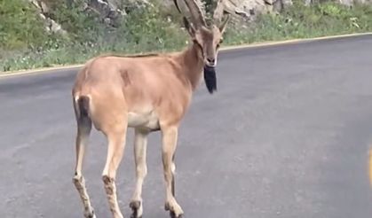Giresun’da yaban keçisi görüntülendi