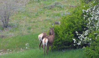 Gümüşhane’de kızıl geyikler doğal ortamlarında görüntülendi