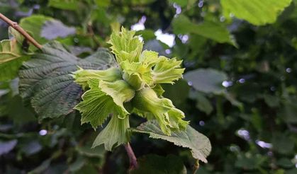Ordu’da fındık toplama işçi ücreti bin 200 TL olarak belirlendi