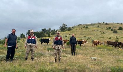 Refahiye’de kaybolan 19 büyükbaş hayvan Giresun il sınırında bulundu