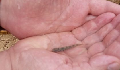 Trabzon’da 15 bin alabalık yavrusu suyla buluşturuldu