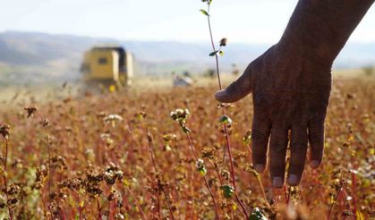 Gümüşhane’de karabuğday hasadı başladı