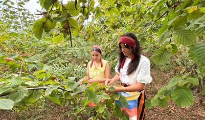 Trabzon’da coğrafi işaretli Arsin Foşa fındığının hasadı başladı