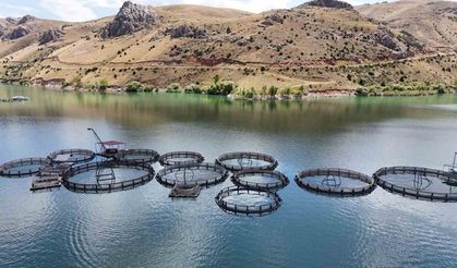 Üretilen balıklar Trabzon'a naklediliyor