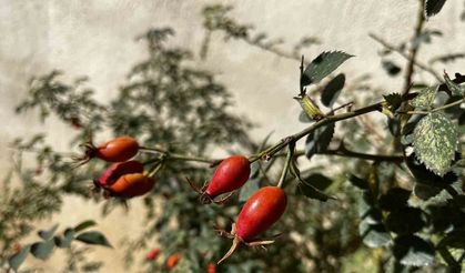 Bayburt’un dağlarında kuşburnu bolluğu