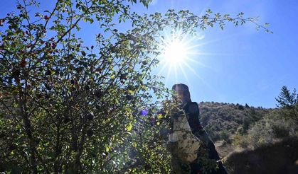 ’Dikenli Gül’ kuşburnunun, zahmetli yolculuğu