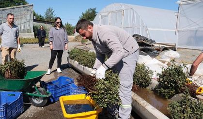 Erzincan’da kesme gül serası hayata geçiriliyor