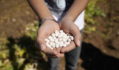Kelkit’in coğrafi işaretli şeker fasulyesinin hasadı başladı