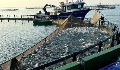 Sinop, Türk somonunda zirvede