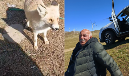 Oflu Süleyman amcanın tilki ile dostluğu