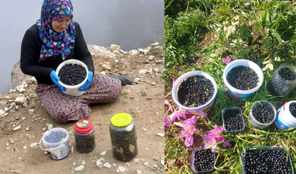 Şalpazarı yaylalarında yaban mersini bereketi