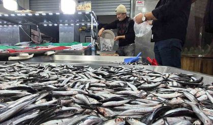 Karadeniz’de hamsi bollaştı