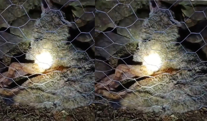 Koyun sürüsüne saldıran kurta çoban köpekleri geçit vermedi