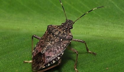 Kahverengi kokarcaya karşı zehirli mantarlarla biyolojik mücadele yürütülecek