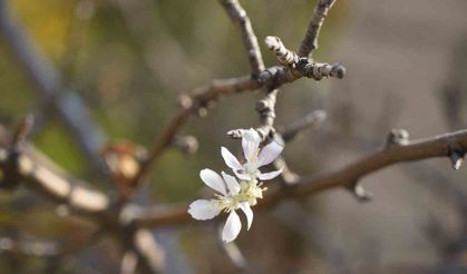 Kasım ayında çiçek açan elma ağacı şaşırttı