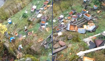 Araklı’da ayılar 50’den fazla kovanı telef etti