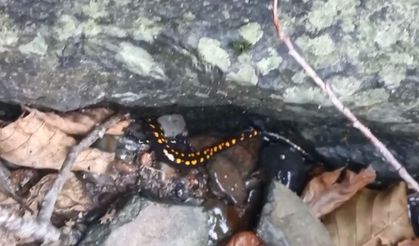 Nesli tehlike altındaki Kafkas semenderi Şavşat’ta görüntülendi