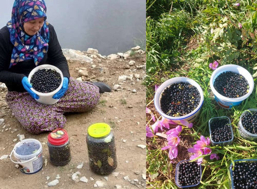 Şalpazarı yaylalarında yaban mersini bereketi