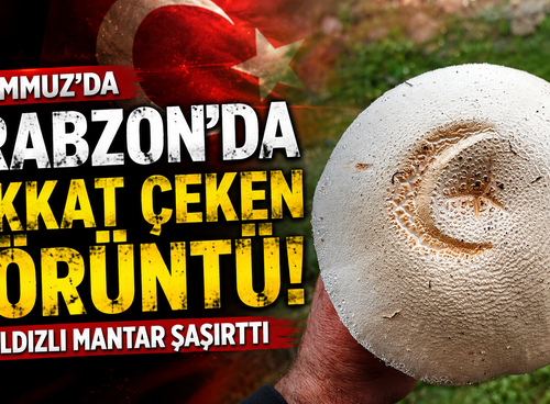 Köprübaşı yaylasında ilginç görüntü! Ay Yıldızlı mantar ilgi odağı oldu