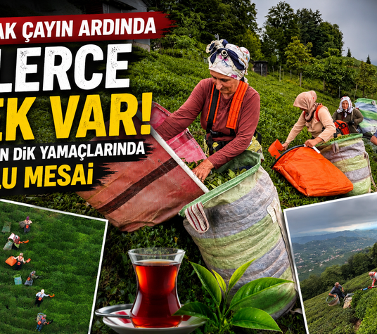 Karadeniz kadınları ekmeğini taştan çıkarıyor! Çay hasadında büyük emek