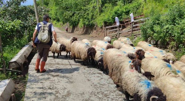 Yayla göçü başladı