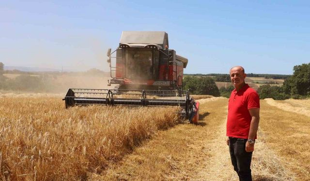 Bafra Ovası’nda hasat başladı: "Buğdaydan önce umutları biçiyoruz"