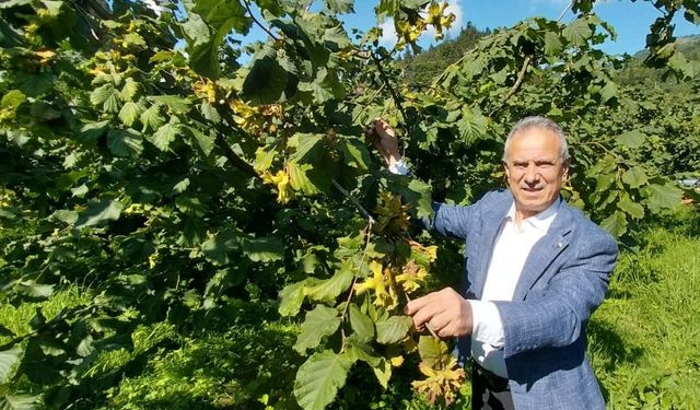 Trabzon Ticaret Borsası Başkanı Ergan: Rekolte beklentisi yüksek
