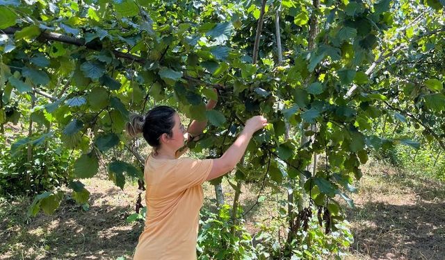 2025 yılı fındık rekolte tahmini çalışmaları tamamlandı